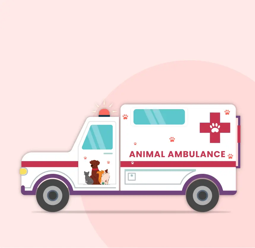 animal ambulance